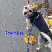 ROSHKO, Hund, Mischlingshund in Bulgarien - Bild 1