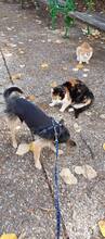 ROSHKO, Hund, Mischlingshund in Bulgarien - Bild 4