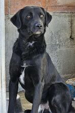 NERONEPICCOLO, Hund, Labrador-Mix in Italien - Bild 1
