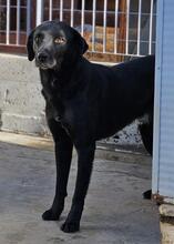NERONEPICCOLO, Hund, Labrador-Mix in Italien - Bild 14