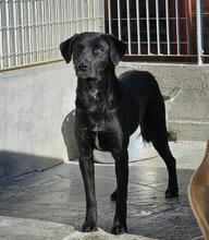 NERONEPICCOLO, Hund, Labrador-Mix in Italien - Bild 15