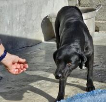 NERONEPICCOLO, Hund, Labrador-Mix in Italien - Bild 17