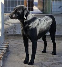 NERONEPICCOLO, Hund, Labrador-Mix in Italien - Bild 18