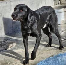 NERONEPICCOLO, Hund, Labrador-Mix in Italien - Bild 19