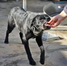 NERONEPICCOLO, Hund, Labrador-Mix in Italien - Bild 20