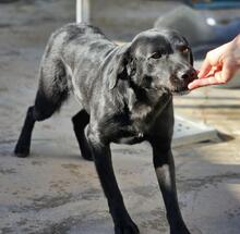 NERONEPICCOLO, Hund, Labrador-Mix in Italien - Bild 21