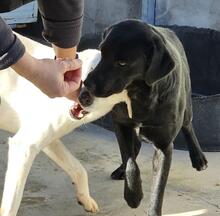 NERONEPICCOLO, Hund, Labrador-Mix in Italien - Bild 24