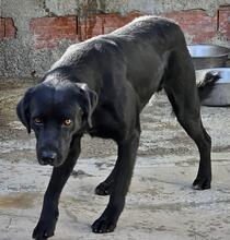 NERONEPICCOLO, Hund, Labrador-Mix in Italien - Bild 25