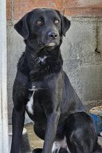 NERONEPICCOLO, Hund, Labrador-Mix in Italien - Bild 29