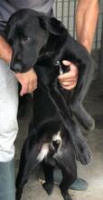 NERONEPICCOLO, Hund, Labrador-Mix in Italien - Bild 9