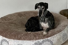 OLIVIA, Hund, Galgo Español in Zell - Bild 11