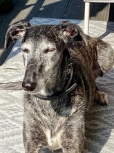 OLIVIA, Hund, Galgo Español in Zell - Bild 13