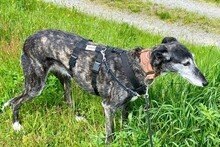 OLIVIA, Hund, Galgo Español in Zell - Bild 14