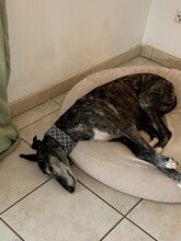OLIVIA, Hund, Galgo Español in Zell - Bild 19