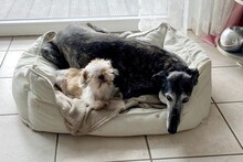 OLIVIA, Hund, Galgo Español in Zell - Bild 23