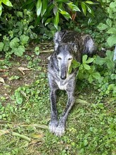 OLIVIA, Hund, Galgo Español in Zell - Bild 24