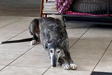 OLIVIA, Hund, Galgo Español in Zell - Bild 4