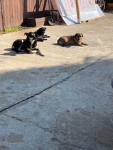 ELLA, Hund, Mischlingshund in Rumänien - Bild 3