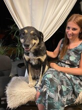 ELLA, Hund, Mischlingshund in Rumänien - Bild 4
