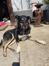 ELLA, Hund, Mischlingshund in Rumänien - Bild 6