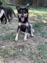 NIA, Hund, Mischlingshund in Rumänien - Bild 2