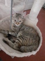LIZZY, Katze, Hauskatze in Bulgarien - Bild 1