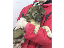 GALINA, Hund, Mischlingshund in Rumänien - Bild 3