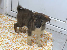 GALINA, Hund, Mischlingshund in Rumänien - Bild 7