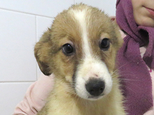 GISA, Hund, Mischlingshund in Rumänien - Bild 1