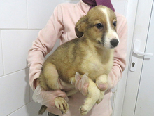 GISA, Hund, Mischlingshund in Rumänien - Bild 2