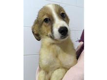 GISA, Hund, Mischlingshund in Rumänien - Bild 3