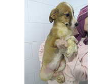 GISA, Hund, Mischlingshund in Rumänien - Bild 4