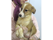 GISA, Hund, Mischlingshund in Rumänien - Bild 5