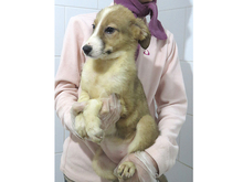 GISA, Hund, Mischlingshund in Rumänien - Bild 6