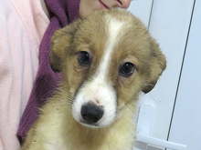 GISA, Hund, Mischlingshund in Rumänien - Bild 7
