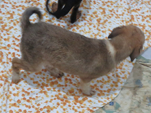 GISA, Hund, Mischlingshund in Rumänien - Bild 8