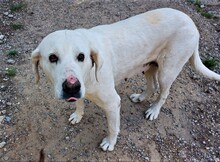 LINA, Hund, Labrador-Maremmano-Mix in Spanien - Bild 1