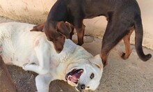 LINA, Hund, Labrador-Maremmano-Mix in Spanien - Bild 2