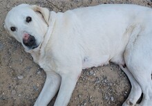 LINA, Hund, Labrador-Maremmano-Mix in Spanien - Bild 3