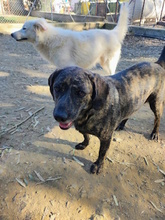 ELA, Hund, Mischlingshund in Italien - Bild 10