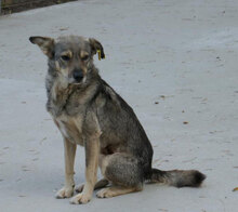 PADDINGTON, Hund, Mischlingshund in Bulgarien - Bild 1
