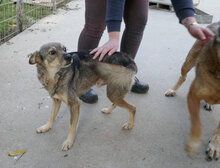 PADDINGTON, Hund, Mischlingshund in Bulgarien - Bild 10