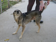 PADDINGTON, Hund, Mischlingshund in Bulgarien - Bild 11