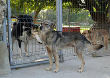 PADDINGTON, Hund, Mischlingshund in Bulgarien - Bild 14