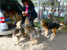 PADDINGTON, Hund, Mischlingshund in Bulgarien - Bild 18