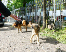 PADDINGTON, Hund, Mischlingshund in Bulgarien - Bild 19