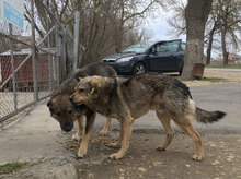 PADDINGTON, Hund, Mischlingshund in Bulgarien - Bild 20