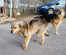 PADDINGTON, Hund, Mischlingshund in Bulgarien - Bild 21
