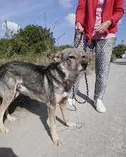PADDINGTON, Hund, Mischlingshund in Bulgarien - Bild 26