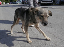 PADDINGTON, Hund, Mischlingshund in Bulgarien - Bild 27